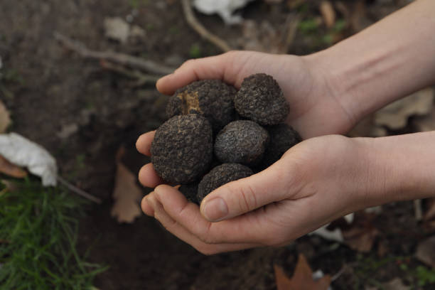 istock Woman holding fresh truffles in hands outdoors, closeup 1417608614