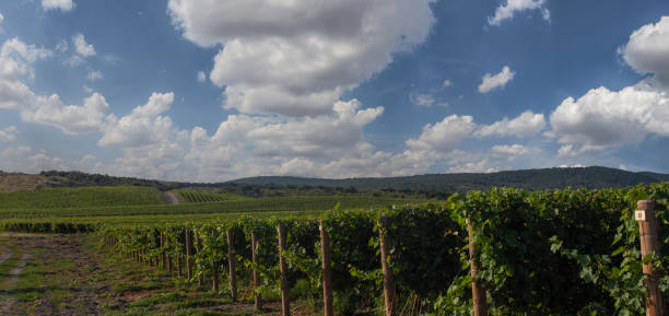 istock Panorama view with beautiful vineyards. 1417608704