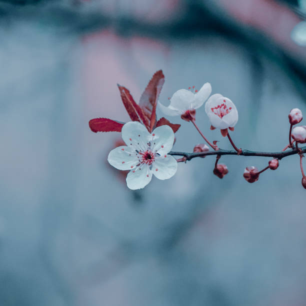 istock beautiful cherry blossom in spring season 1417608848