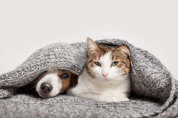 istock Dog and cat together under gray blanket 1417609989