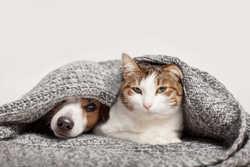 Dog and cat together under gray blanket. Banner with copy space, with dog looking at camera and cat