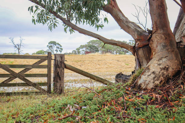 The countryside around the Bega Valley Shire also known as the Sapphire Coast on the South Coast of NSW, Australia.
