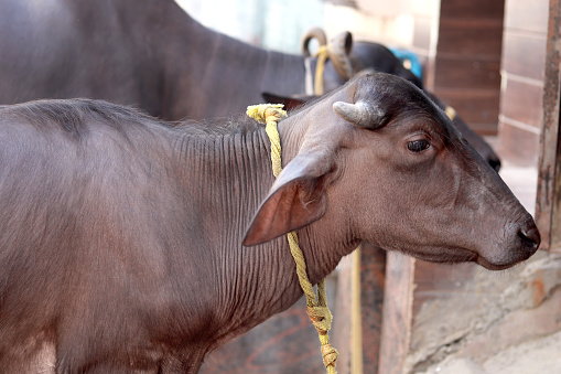 Side view of calf (Domestic Water Buffalo) in street.