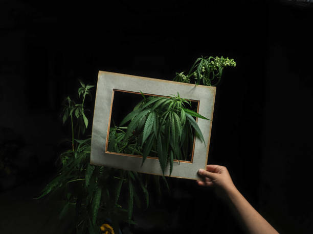 Cannabis marijuana plant hemp leaf in paper framed