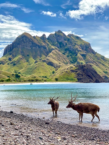Ciervos en la playa de Padar Island Labuan Bajo photo