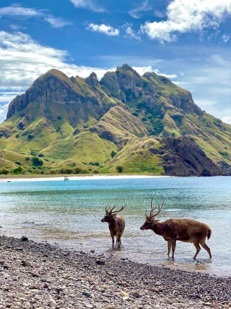 istock Deer on the beach at Padar Island Labuan Bajo 1417612760