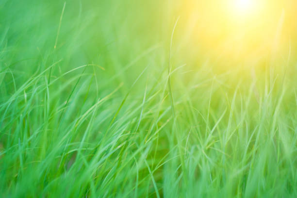 Abstract green grass background.Summer nature