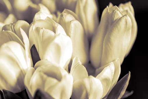 Extreme close up of tulips in a vase, for use as a background.