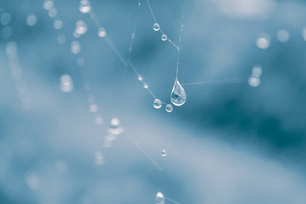 istock drops on the spider web in rainy days 1417614473