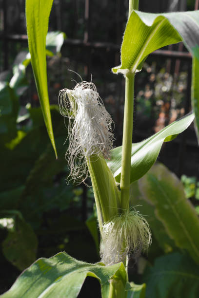 istock Ripening corn cob in the garden. Vertical 1417614556