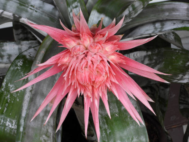 blooming aechmea plant close up silver vase house plant in pink blossom aechmea fasciata stock pictures, royalty-free photos & images