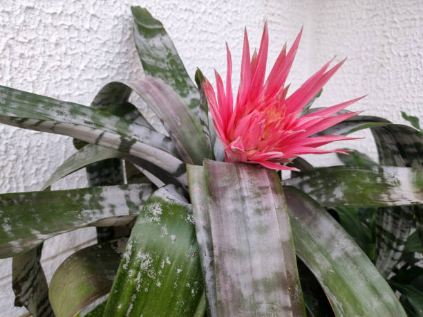 blooming aechmea plant close up silver vase house plant in pink blossom aechmea fasciata stock pictures, royalty-free photos & images