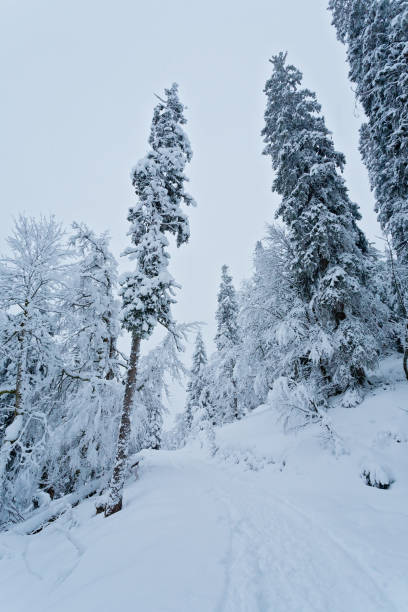 istock Snow covered pine trees on a hill completely covered with snow, road in winter forest 1417615727