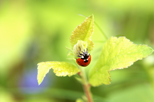 A ladybug crawls on a young plant in the vineyards