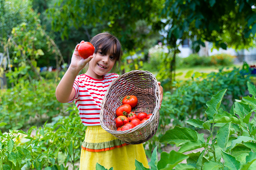 Beautiful Caucasian little child girl in summer dress, carrying a metal bucket with freshly harvested ripe pears and looking at camera, standing in eco field during autumn harvest season