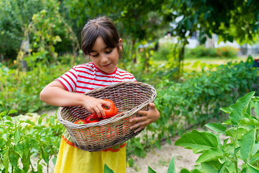 Küçük kız bahçede kendi yetiştirdiği domatesleri topluyor.