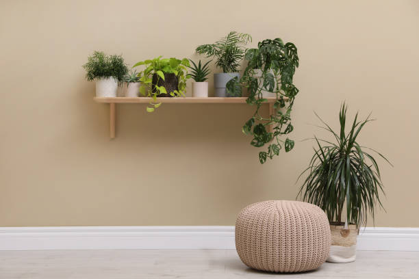 istock Room decorated with many different green houseplants 1417617697