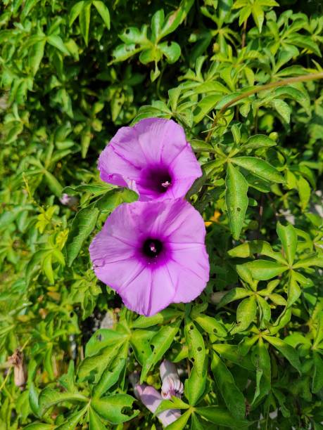 istock Ipomoea Cairica Purple Flowers 1417617870