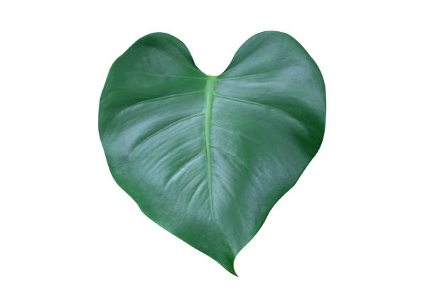 istock Monstera plant leaf, the tropical evergreen vine isolated on white background. 1417618192