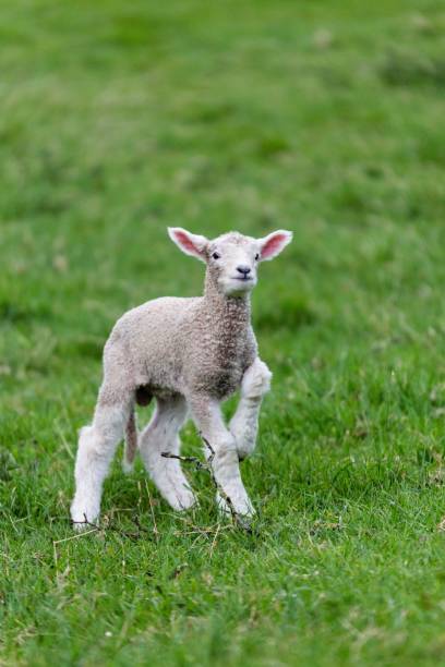 istock Vertical shot of a lamb walking on a pasture 1417618302