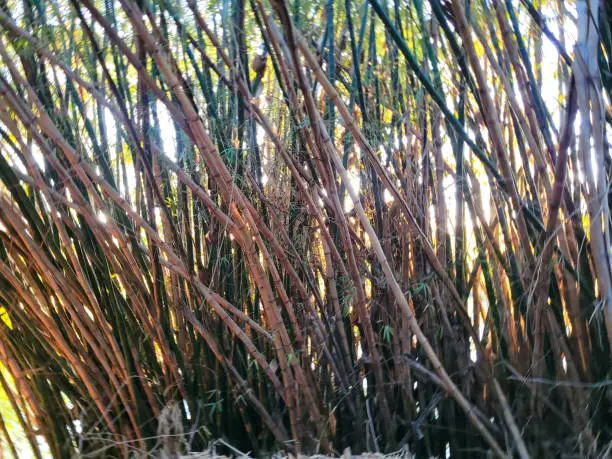 green bamboos against the setting sun