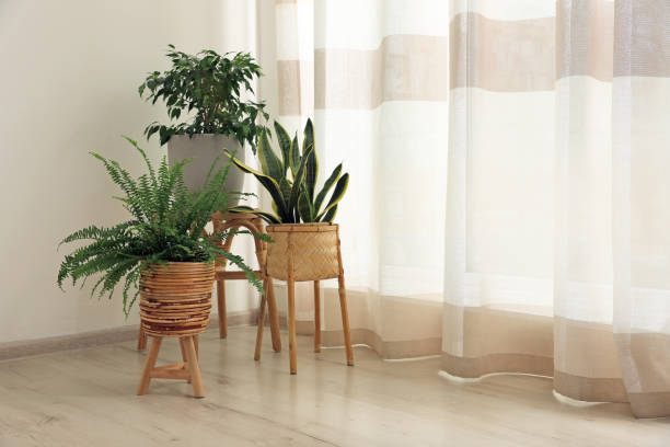 istock Beautiful houseplants near window in light room, space for text. Interior design 1417618609