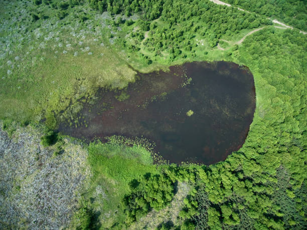 Drone view of a forest lake in a swampy area stock photo