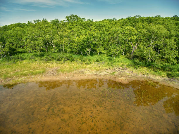 View of the lake shore and the edge of the forest from a drone on a summer day stock photo
