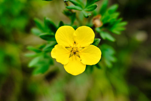 Macro photo of a bright yellow small wildflower stock photo