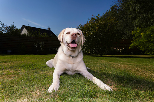 Puppy in countryside