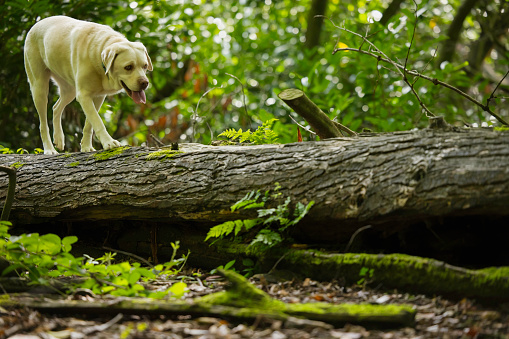 Labrador walking along a fallen tree in a Welsh wood.