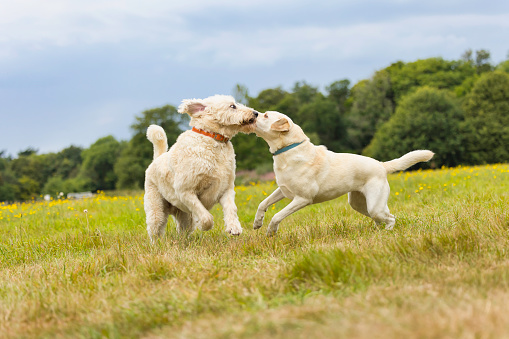 Playtime for a Great Pyrenees Mountain dog and a Boston Terrier.