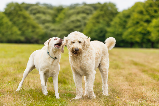 Pair of similarly coloured dogs - one a Yellow Labrador Retriever and the other a Labradoodle.