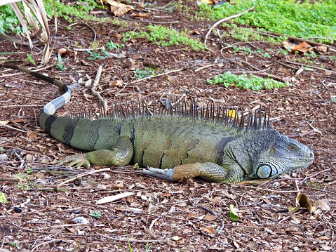 Green iguana in wetland of brasilian Pantanal - Brazil