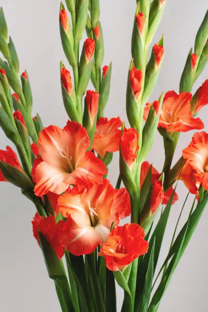 Vertical greeting card with autumn bouquet of red gladioluses with buds and flowers on neutral grey background. Front view, soft selective focus, closeup.
