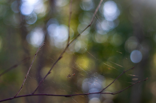 cobwebs on branches in the forest. natural background with bokeh. Selective Focus