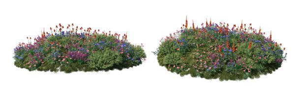 istock Shrubs and flower on a white background 1417628609