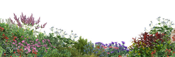 istock Shrubs and flower on a white background 1417628626