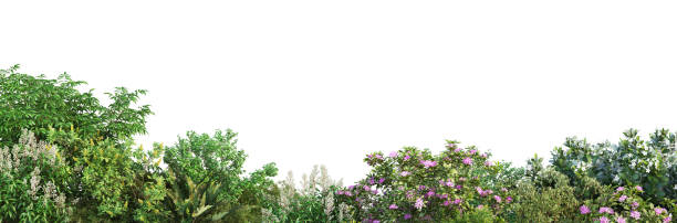 istock Shrubs and flower on a white background 1417628672