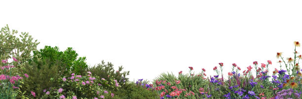 istock Shrubs and flower on a white background 1417628718