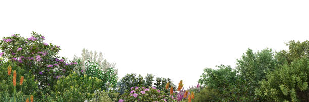 istock Shrubs and flower on a white background 1417628781