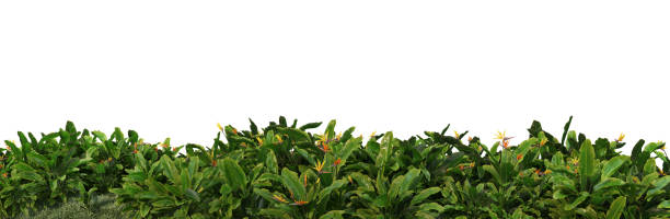 istock Shrubs and flower on a white background 1417628986