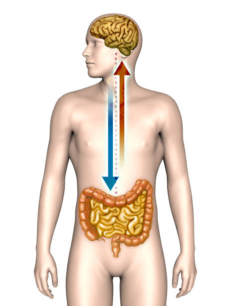 Brain and gut connection stock photo