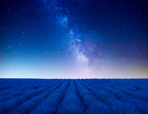 Lavender field at night under the stars and Milky Way.