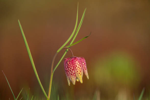 Snake's head fritillary (fritillaria meleagris) or chequered daffodil Flower and leaves against a green spring background with blurry bokeh lights. snake hood stock pictures, royalty-free photos & images