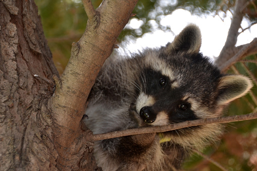 An adult raccoon and two babies on a tree limb.