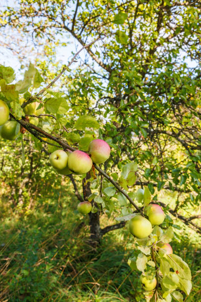 istock Apples on a branch in an orchard 1417636073