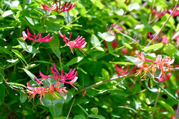 Honeysuckle belongs to a large family that consists of hardy shrubs and vines. There are over 180 different varieties of honeysuckle. Some are deciduous and some, in warm regions, are evergreen. Honeysuckle plant is a great addition to any landscape and will draw abundant wildlife with its sweet, yellow to bright-red   flowers.