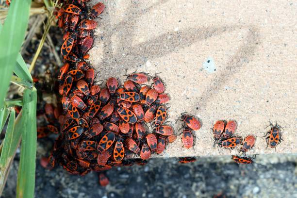 istock Colony of firebugs (Pyrrhocoris apterus) on a wall 1417637433