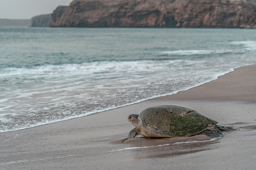 In Oman there are many turtles that lay there eggs on the beach. It's beautiful to watch the turtles go back to the sea early in the morning after laying eggs.